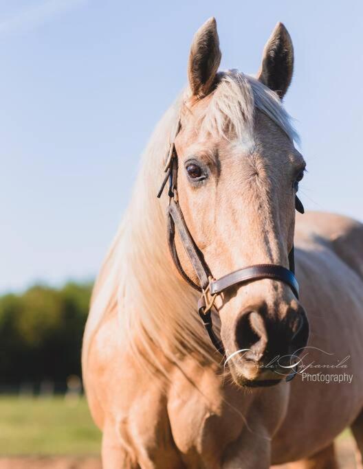 Farmhouse Guest Suite, Pool, Hot Tub, Horses Midhurst Esterno foto